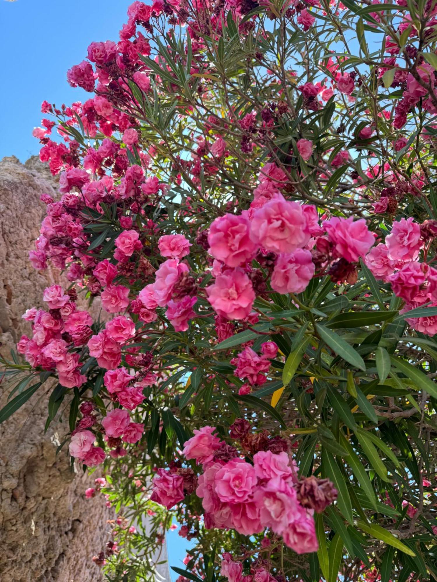 Bed and Breakfast La Rosa Blu Gerace Exterior foto